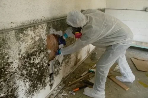 mold remediation